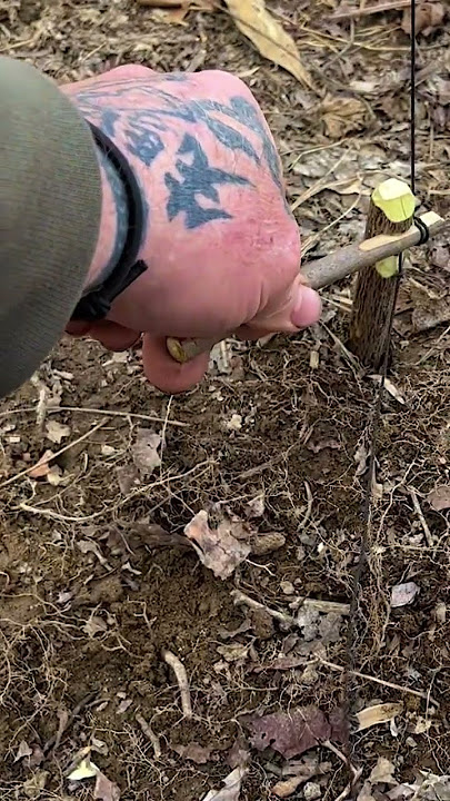 Bait Stick Spring Snare