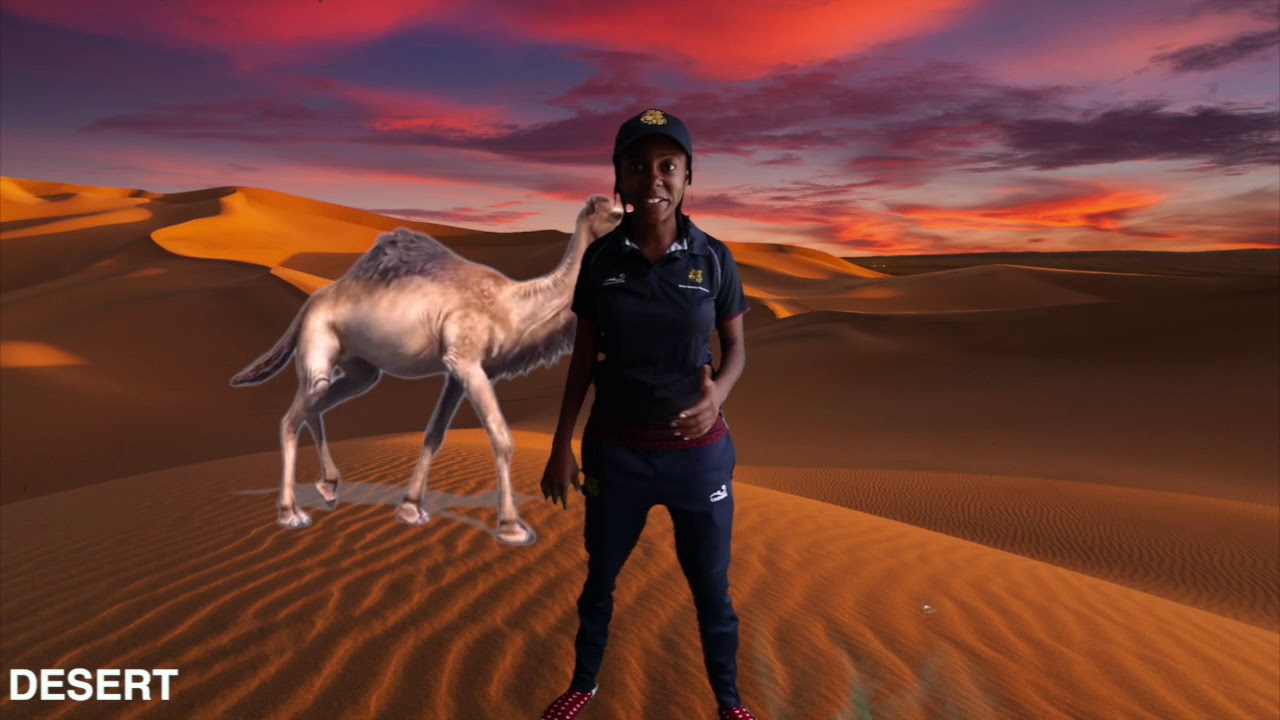 Animal Movements and Ecosystems - YouTube