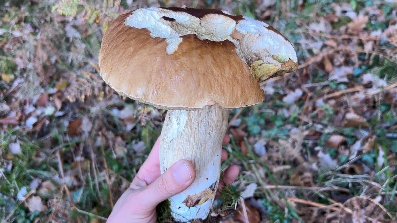 Boletus edulis a 8 de octubre de 2025 en Euskal Herria 