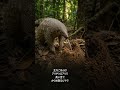 センザンコウ、うろこ防御が本気すぎる