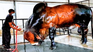 50 Biggest Bulls of Brahman Breed in the world