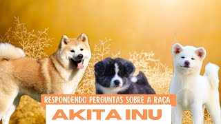 AKITA INU | Agressividade, comportamento, adestramento, Akita pode nadar na piscina? by Akita Inu Canil Hidetaka's 1,569 views 1 year ago 13 minutes, 25 seconds