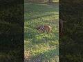 Relaxing Walk #rescuedog #pitbull #sweetdog #calm