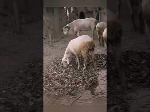 Опять на работу!!! Или : О чём думает баран?!🐏🐑 #баран #приколы #бараны