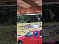 GIANT Black Bear strolls through my backyard #natureshorts #bear #blackbear #wildlife