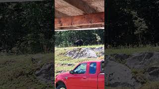 GIANT Black Bear strolls through my backyard #natureshorts #bear #blackbear #wildlife
