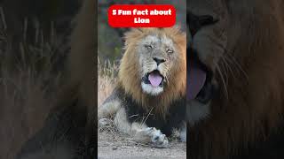 5 Fun fact about lion kikuland shorts @duckschool | kiku land