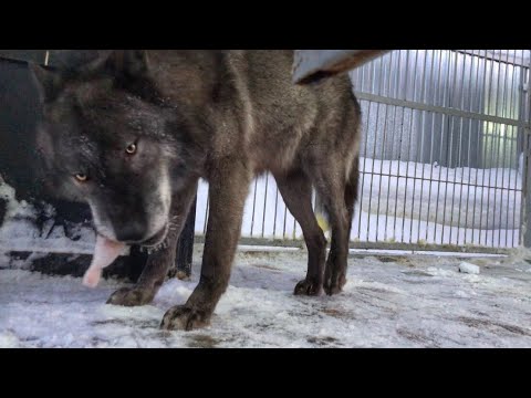 Волк съел курицу за 1:30 минуты