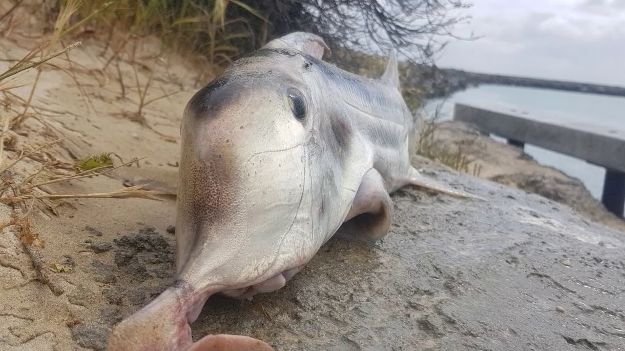 BEACH 4X4ING, SURF FISHING, ROBE SOUTH AUSTRALIA