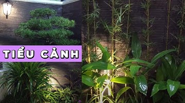 Thi Công Tiểu Cảnh Tùng La Hán Phát Tài Núi Trúc Quân Tử Chuối Thiên Điểu Cỏ Chỉ | CÂY CẢNH CHỢ HÀNG