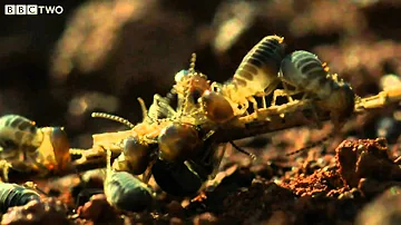 The Giant Anteater and the Termites - Secrets of our Living Planet - Episode 2 - BBC