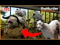 (live)Grinding For An Albino Lion to Complete an all Albino Multimount!|theHunter Call Of The Wild