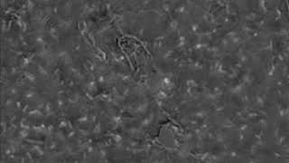 4. E. Coli Swarm In Microchannel