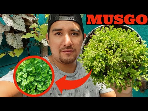 CUIDADOS Y MANTENIMIENTOS DEL MUSGO / selaginella kraussiana