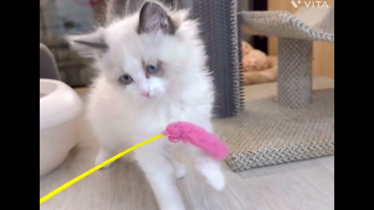 【マルワン横浜 港北NT店】綺麗なブルーアイズのラグドールちゃんが新しく仲間入り！