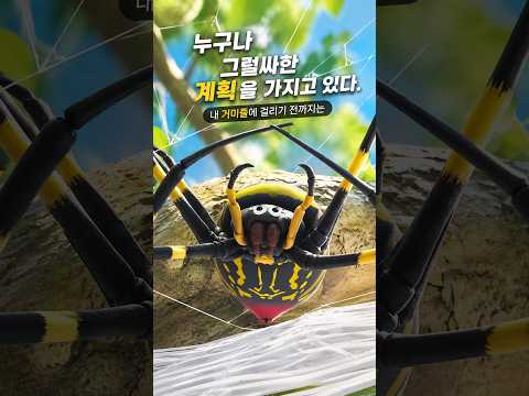 내 거미줄에 걸리기 <strong>전까진</strong> 🚀 #shortsvideo #kids #고고다이노