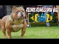 AMERICAN BULLY BRAZIL!!!!!!!!!!!!!! KILLINOIS KENNELS SHOW VLOG #11