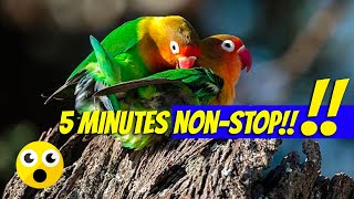 Inactive lovebirds | No Mating!! Lovebirds' Sounds Continuously | 5 Minutes