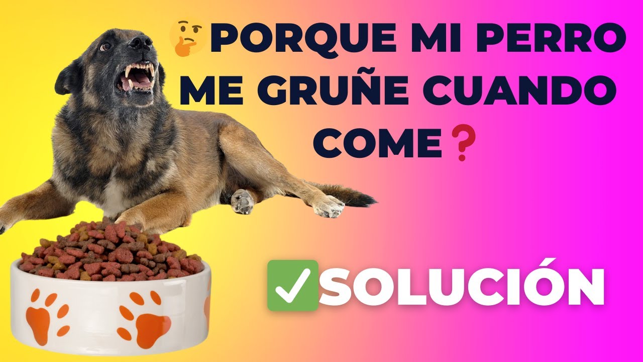 🤔Porque MI PERRO ME GRUÑE cuando COME | 🟢Solución Protección de