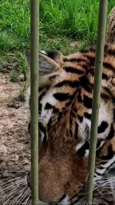 что за лев этот тигр 🐅 #nature #вклетке #тигры - YouTube