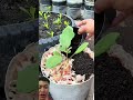 Tận Dụng Vỏ Trứng Vỏ Hoa Quả làm phân bón dinh dưỡng hữu cơ cho cây #farming #agriculture