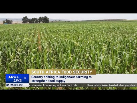South Africa turns to indigenous farming for food security