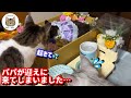 突然のお別れ。モフモフな元野良猫がパパの待つ天国へ旅立ちました…