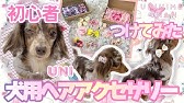 犬のリボン付け方 教えます Youtube