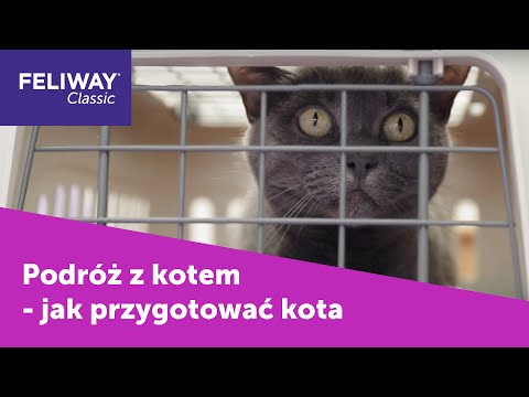Wideo: Podróżowanie Z Kocią Skrzynią - Jak Latać Lub Poruszać Się Z Kotem