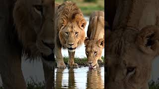King of the jungle .#nature #wildlife #animals #ai #subscribe #youtubeshorts