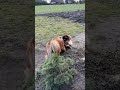 Lusia i Trufel❤️#dog #shortvideo #shorts #short #dogshorts #subscribe #video #love #fan #foryou #dc