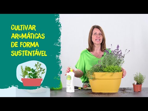 Cultivar aromáticas de forma sustentável