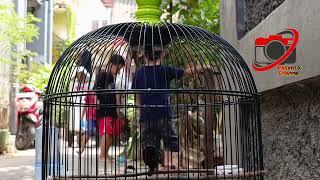 Download Lagu Konin natuna suara lovebird supporter bola MP3 Download Lagu Konin natuna suara lovebird supporter bola MP3