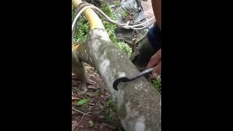 Perfectly Removed bark from cinnamon tree #shorts #trending #subscribe #ytshorts #youtubeshorts