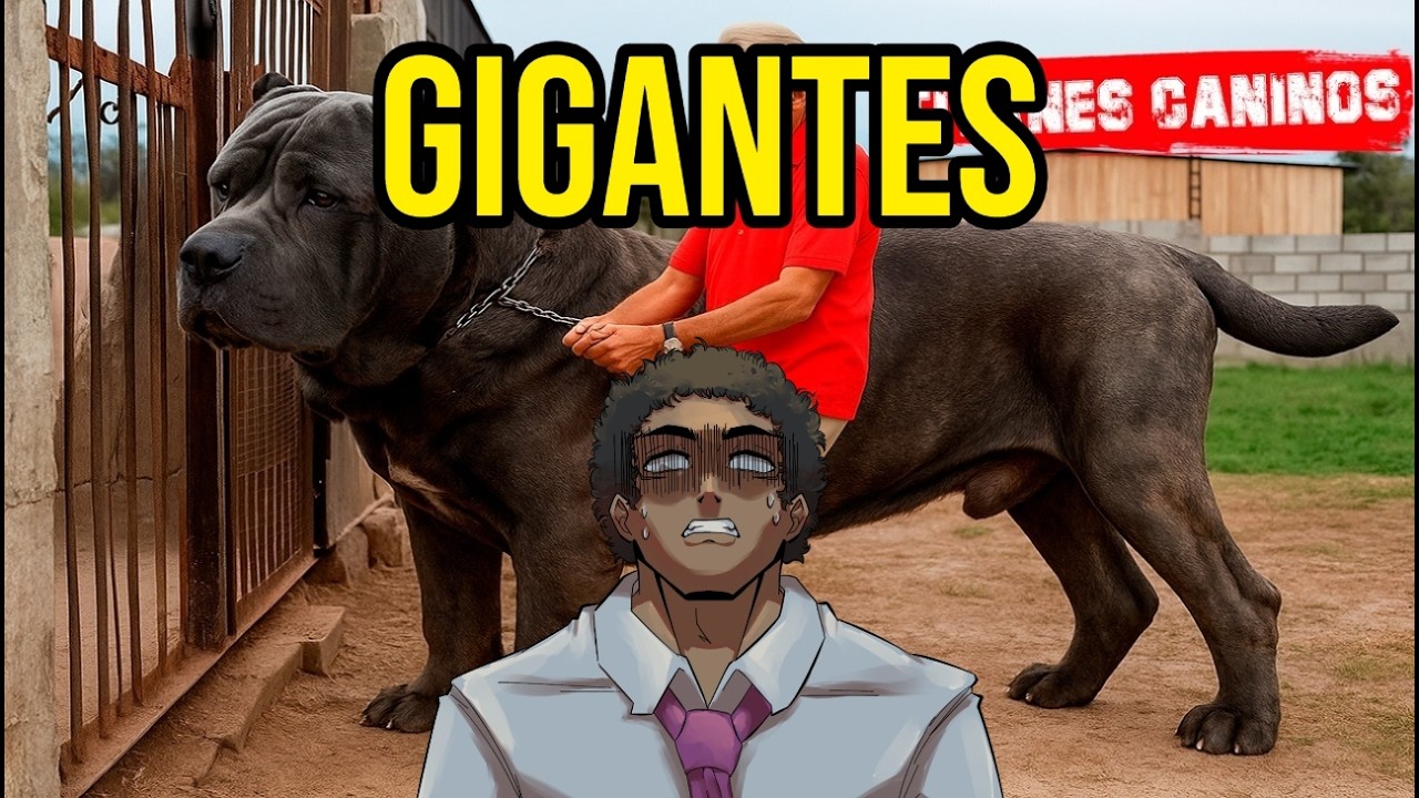 ENGAIL REACCIONA A 😮 Estos 10 Perros Son Los Más Grandes del Planeta 🌍