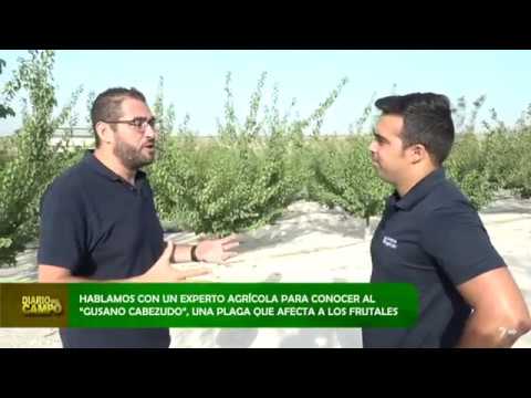 Video: Nematodo Peligroso Del Gusano De La Raíz