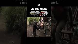 When chimpanzees are given weapons #history #facts