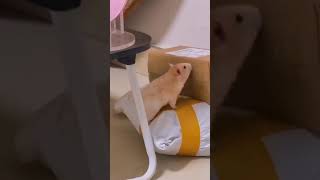 Funny hamster - #cutehamster #hamster #hamstershorts #shorts #funnypets #hamsters #pets Funny hamster - #cutehamster #hamster #hamstershorts #shorts #funnypets #hamsters #pets