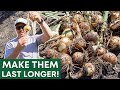 How to get your onions to store longer
