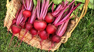 Harvesting Detroit Dark Red Beets.