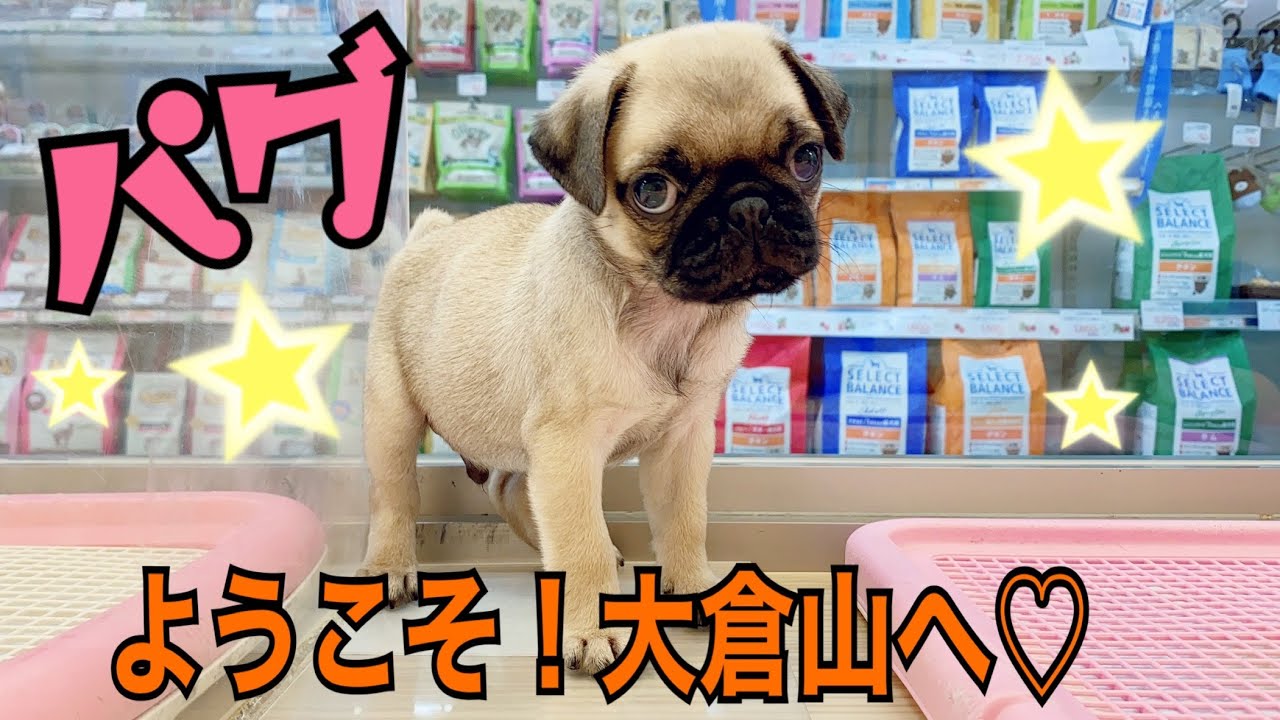 パグ 笑いを与えてくれる 独特な座り方と表情が癖になるっ マルワンblog ペットショップ マルワン 小さめ子犬 美形な子猫 初心者安心のサポート