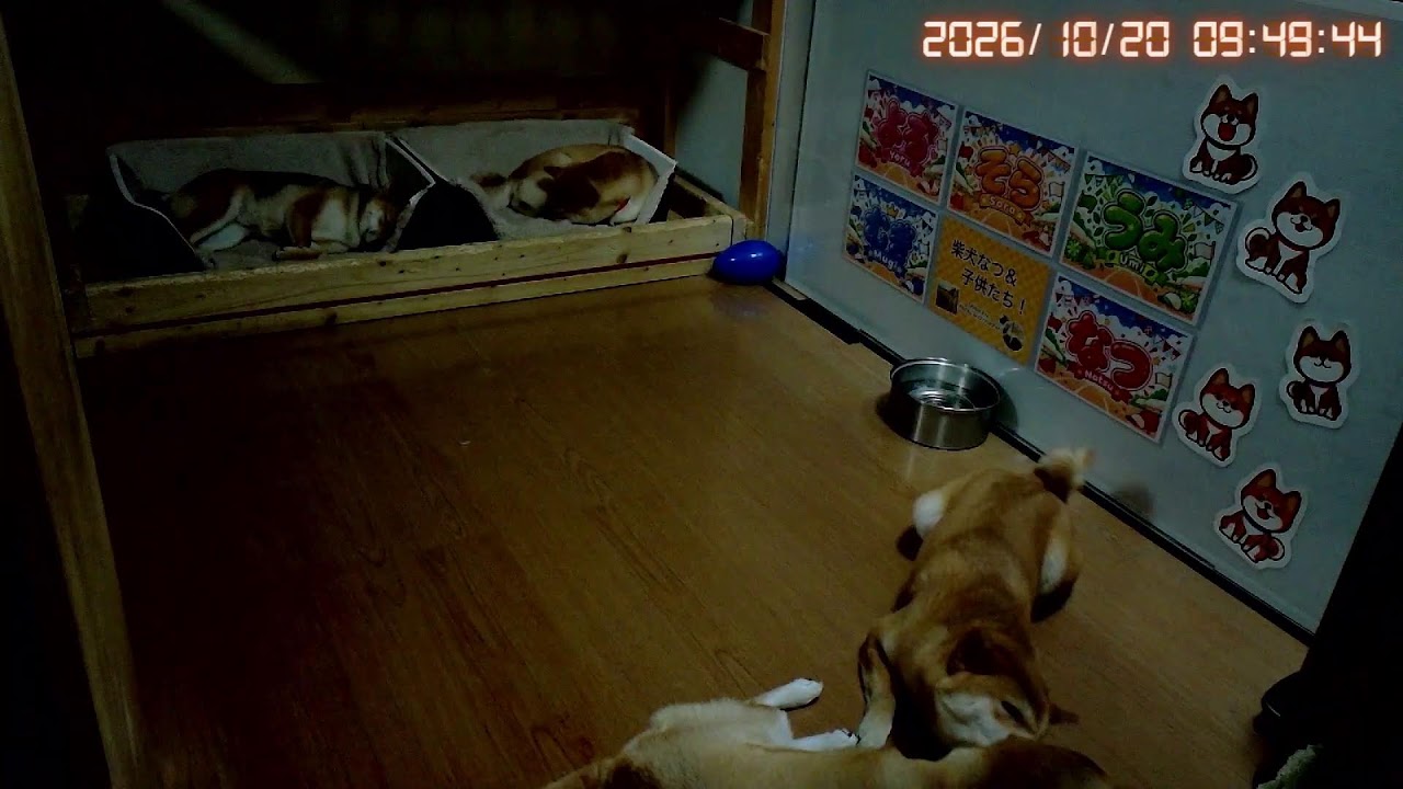柴犬と一緒に寝よう!|なつファミリー夜LIVE配信【2026/10/20】