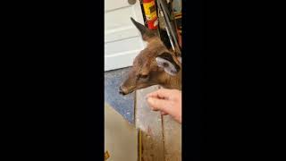 Ginger the "PET" deer is back...