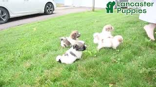 Lively Havanese Puppies