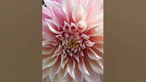 All About Cafe Au Lait Dahlias with Sarah Smith