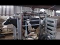 🐄COWS HOOF CLEANING 🐄Cow Hoof RESTORATION Foot trimming how to lift a cow&#39;s foot