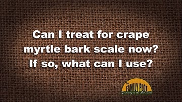 Q&A – When and how should I treat crape myrtle bark scale?