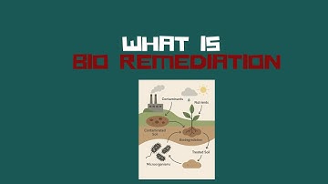 Bioremediation Explained| Environment & UPSC Topic