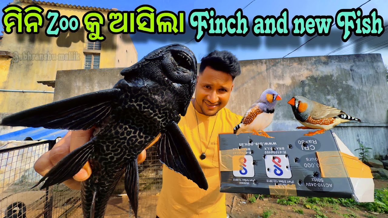ମିନି ZOO କୁ ଆସିଲା NEW FINCH & NEW BIG FISH ❤️ || MINI ZOO ODISHA || ​⁠@Subhranshumohanty86