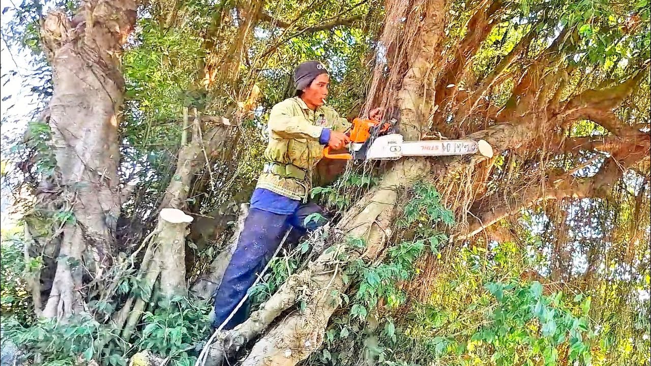 Cưa cây Xanh siêu khủng sát lộ xe / Sawing down a giant Green tree near the road | P1 | T837